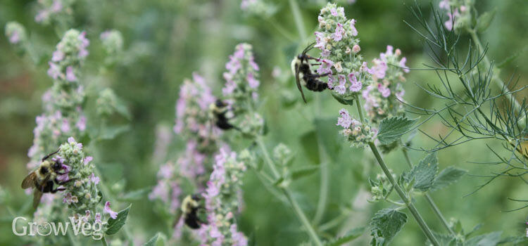 Catnip | An Herb Butterfly And Bee Garden: Herb Gardening with a View Toward Attracting Insect Pollinators