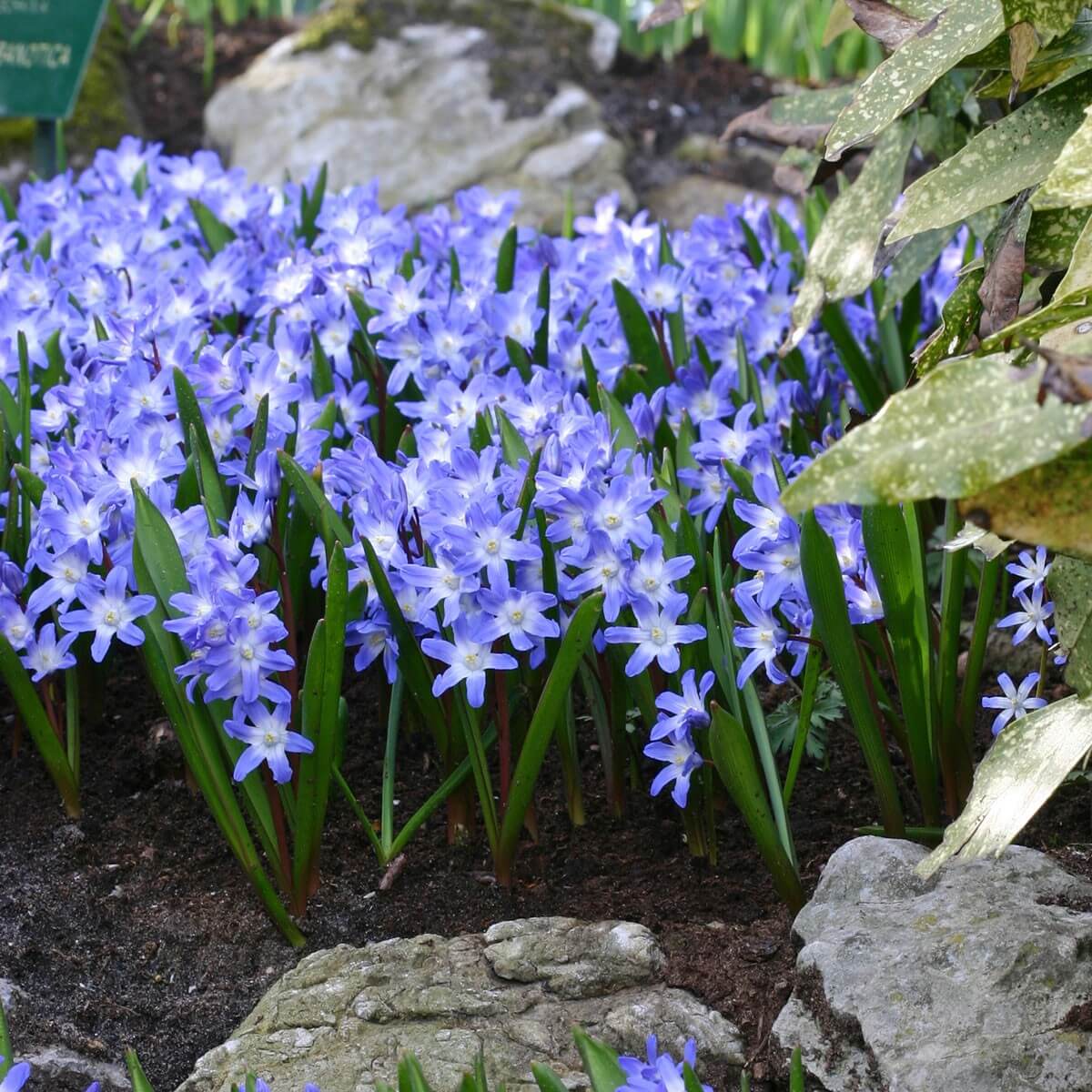 Chionodoxa | Perennial Flowers All Season: Perennial Garden Design Guide for Blooms in Spring Summer and Fall