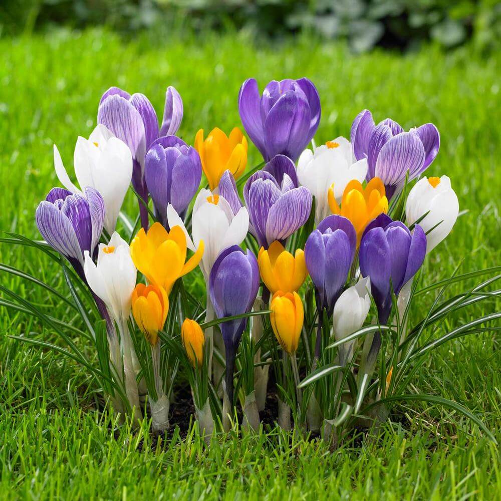 crocus | Perennial Flowers All Season: Perennial Garden Design Guide for Blooms in Spring Summer and Fall