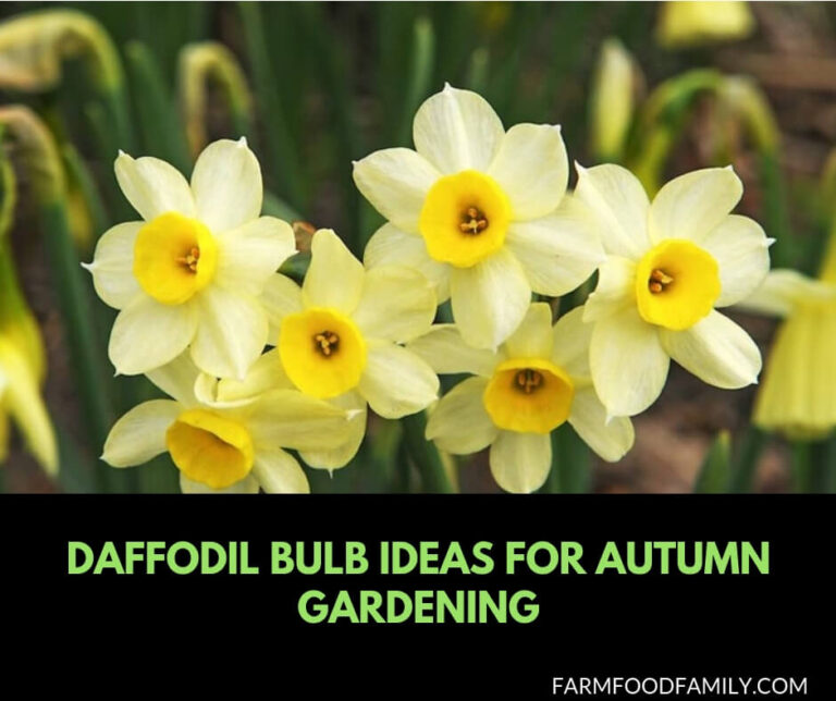 Daffodil Bulb Ideas for Autumn Gardening: Fall Bulb Planting Brings Narcissus Spring Flowers