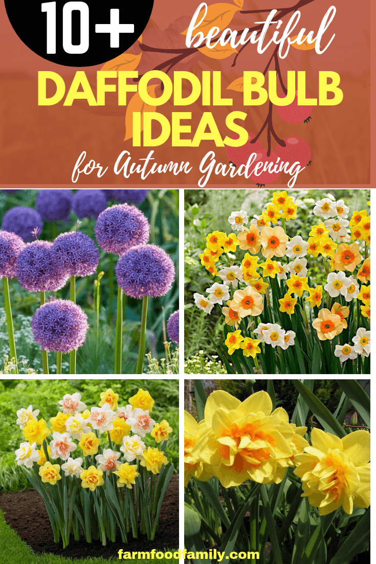 Daffodil Bulb Ideas for Autumn Gardening: Fall Bulb Planting Brings Narcissus Spring Flowers