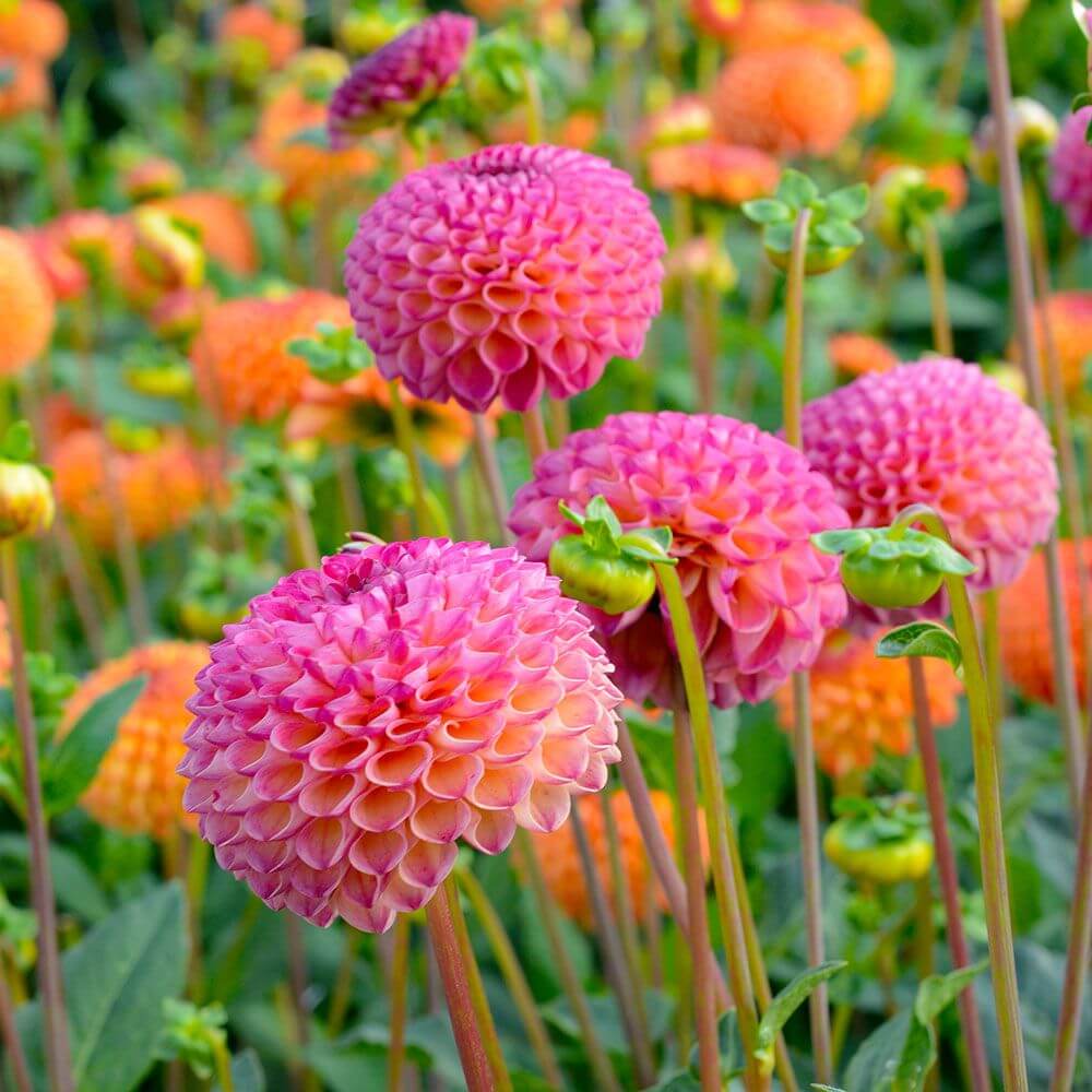 Dahlia | Fall Perennials for a Splendid Array of Flowers