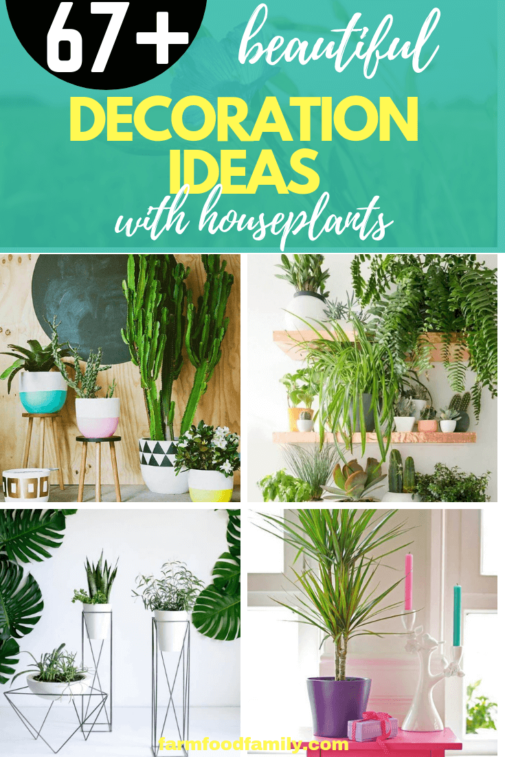 decoration ideas with indoor plants