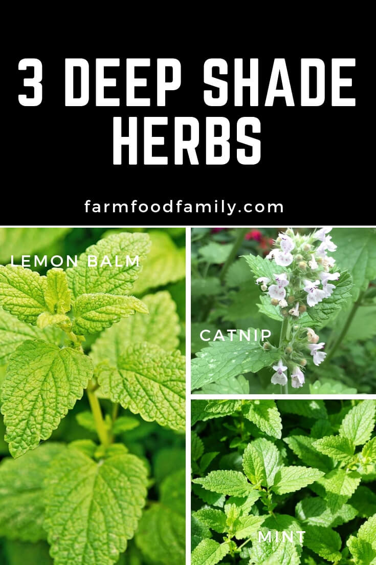 Deep Shade Herbs