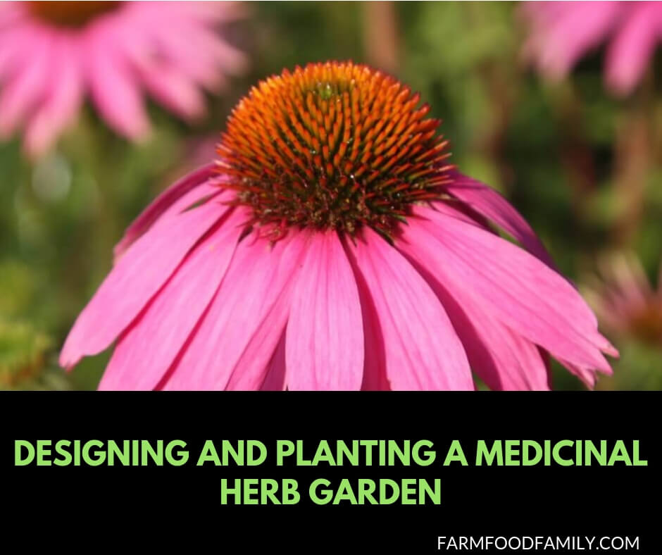 How to Grow Healing Herbs for Health and Wellbeing