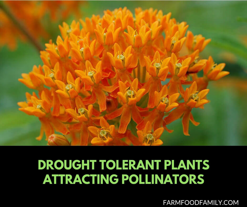 Drought Tolerant Plants Attracting Pollinators: Try Xeriscape Gardening and Attract Bees Butterflies Hummingbirds