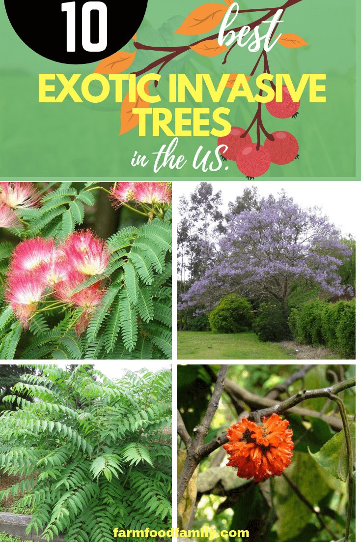 exotic invasive trees