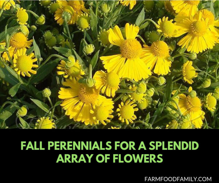 Fall Perennials for a Splendid Array of Flowers