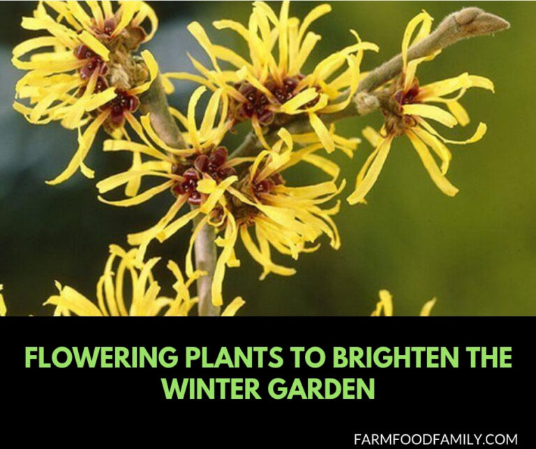 10 Flowering plants to brighten the winter garden