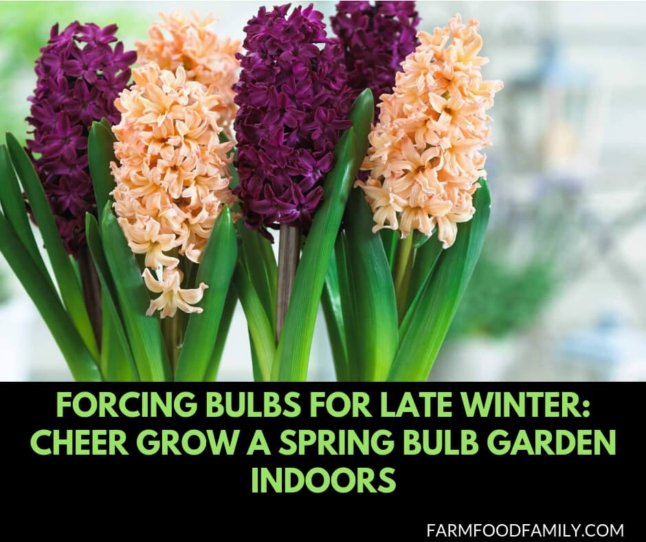 Forcing Bulbs for Late Winter: Cheer Grow a Spring Bulb Garden Indoors