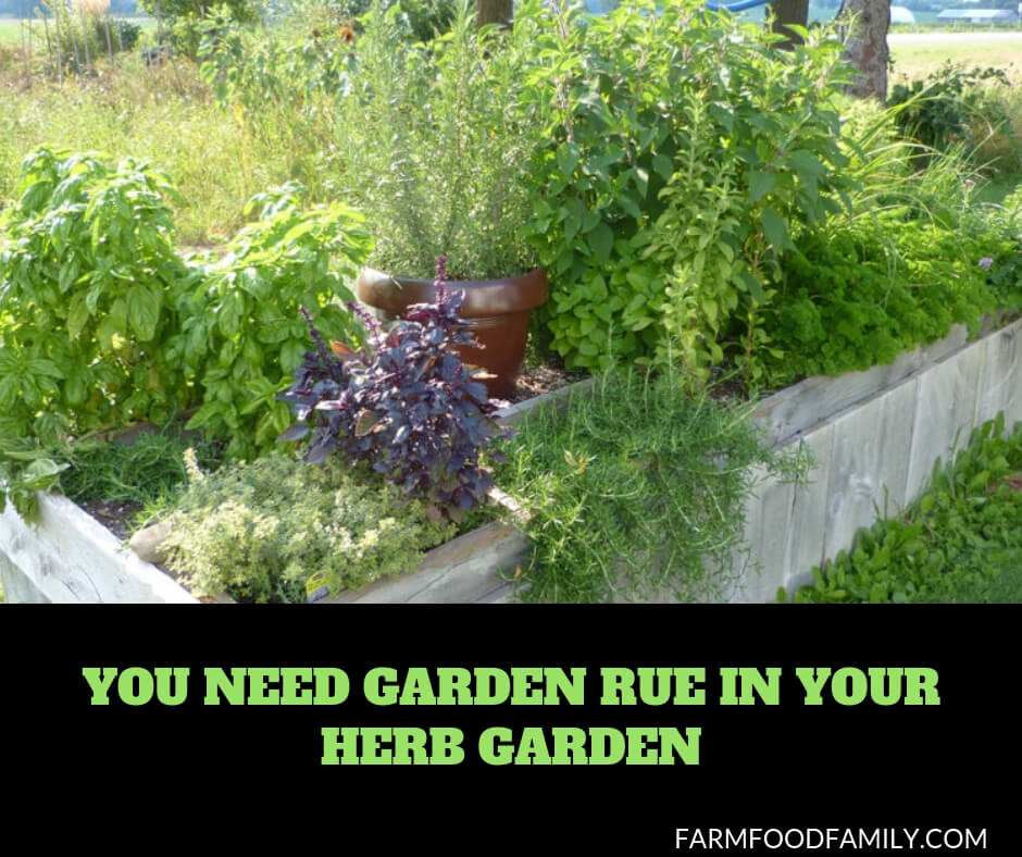 How to grow and care for rue herb plants