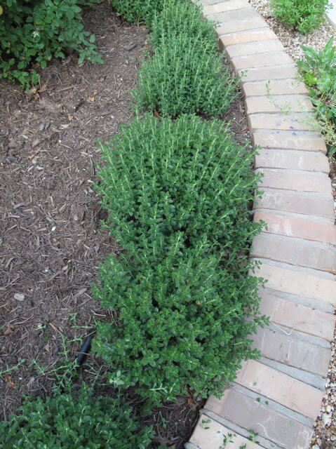 Germander (Teucrium chamaedrys) | How to Use Herbs as Edging