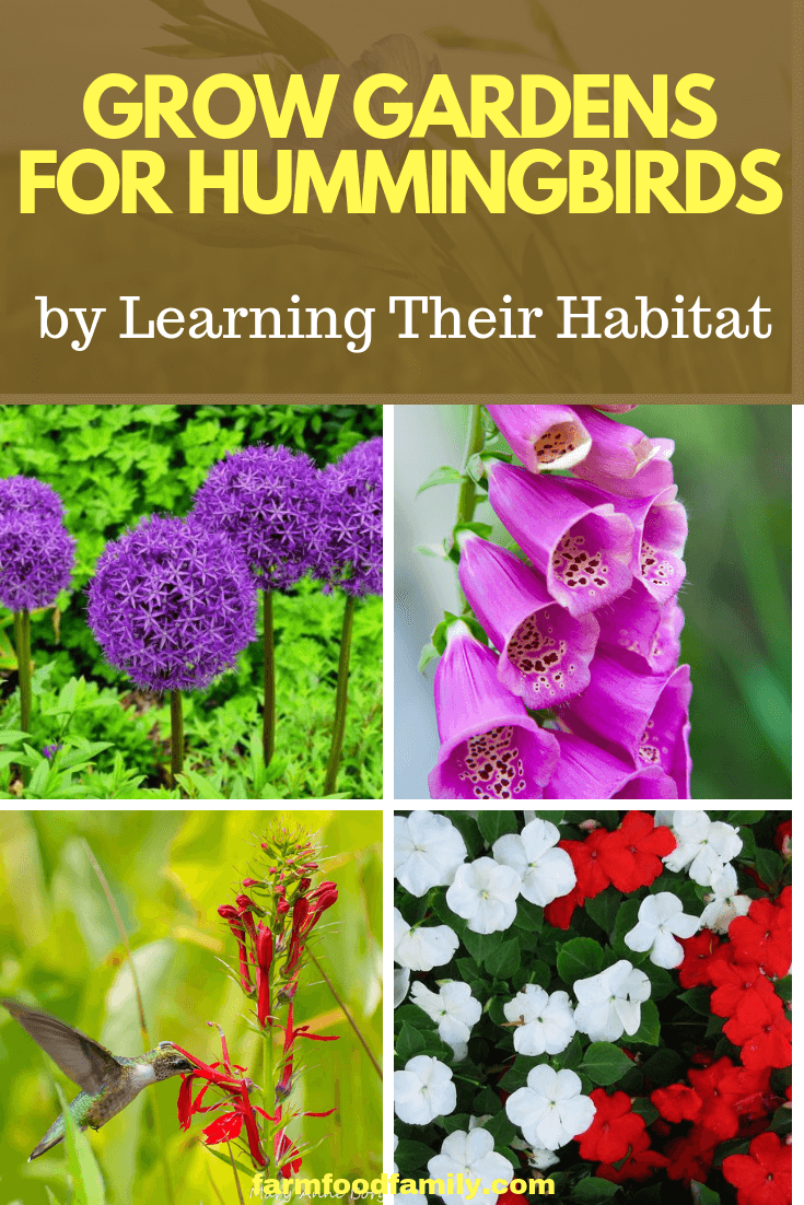 Grow Gardens for Hummingbirds: Plant the Correct Flowers for Pollinators by Learning Their Habitat