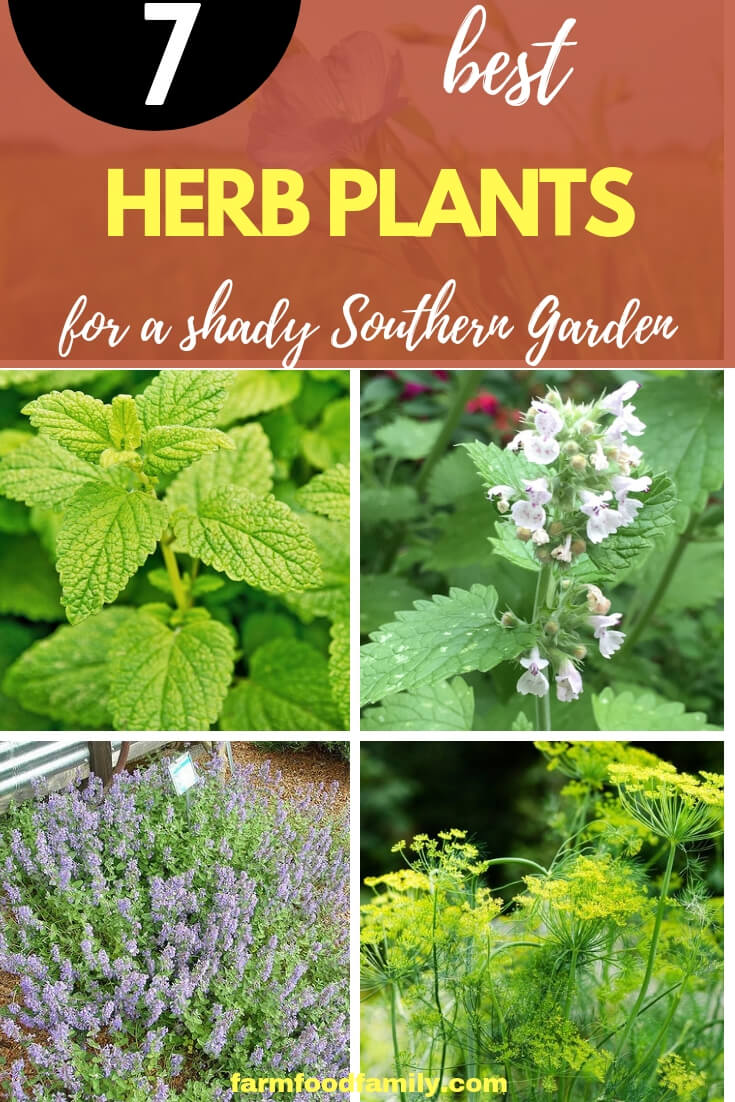 Easy to Grow Herbs for a Shady Southern Herb Garden