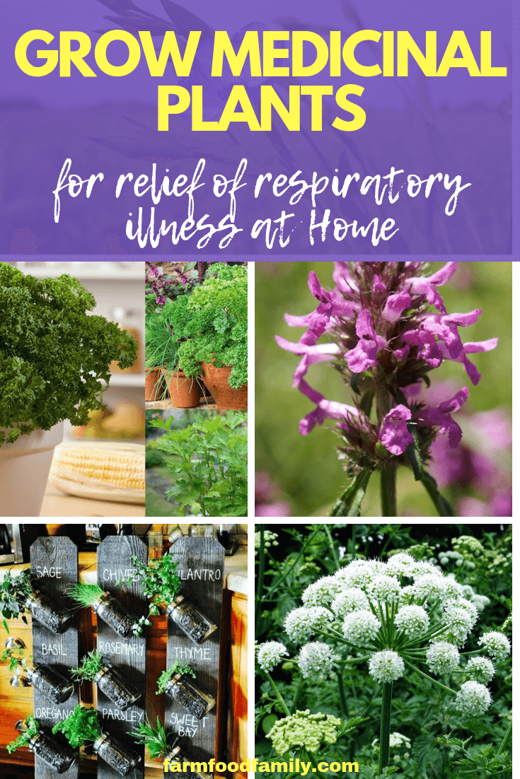 Grow Medicinal Plants for Relief of Respiratory Illness at Home