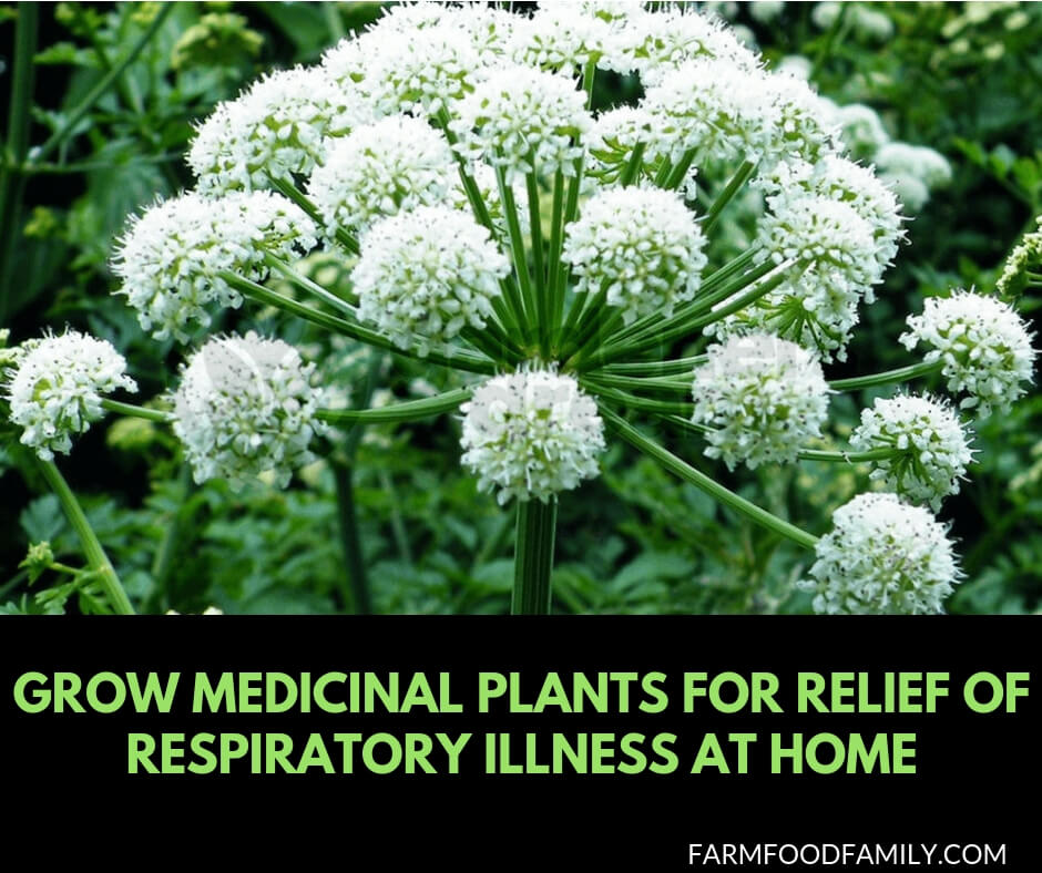 Grow Medicinal Plants for Relief of Respiratory Illness at Home