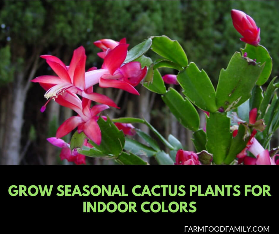Grow seasonal cactus plants for indoor colors