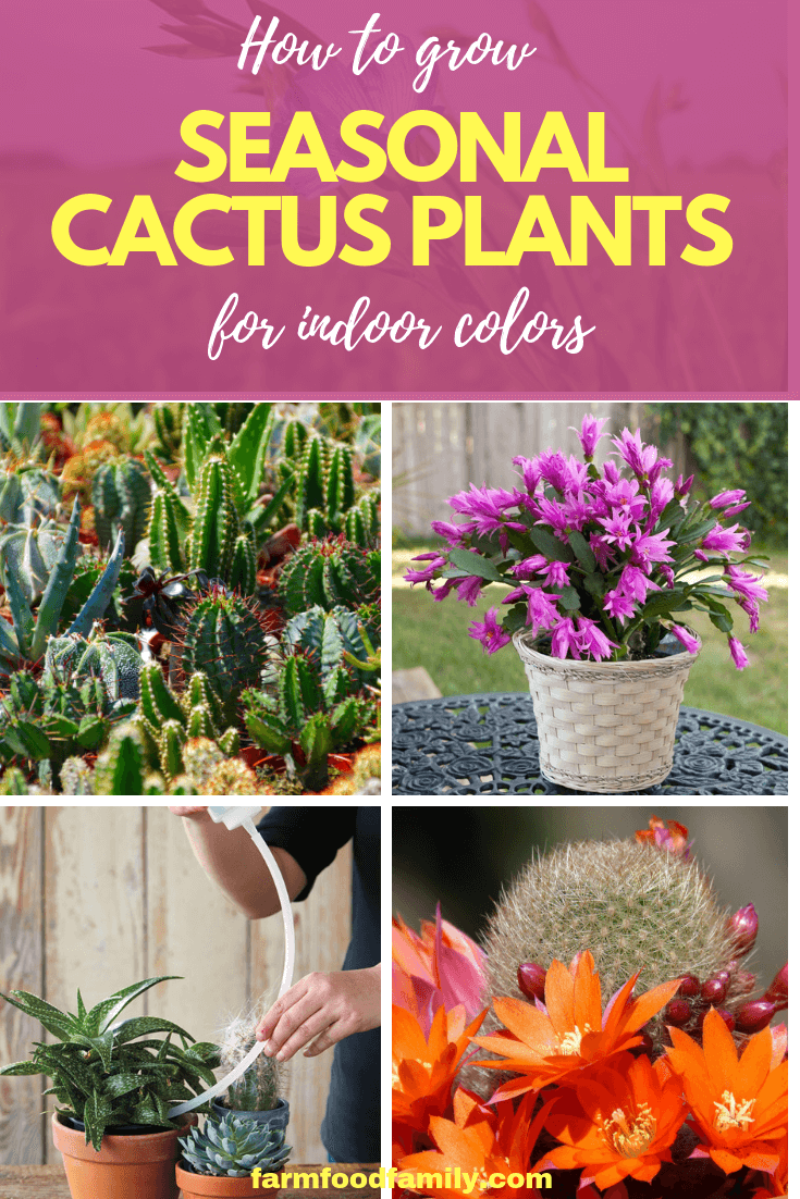 grow seasonal cactus plants for indoor colors