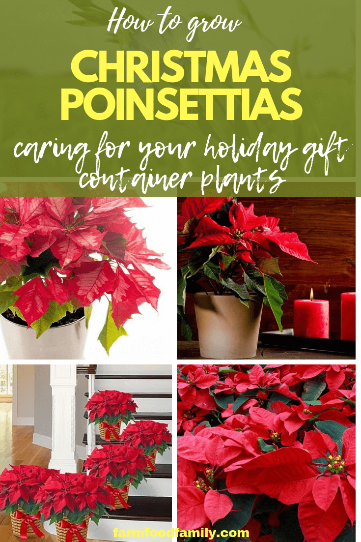 Growing Christmas Poinsettias: Saving and Caring For Your Holiday Gift Container Plants