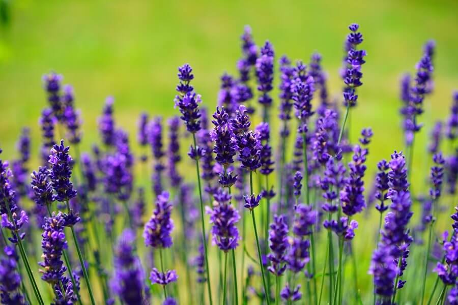 Lavender | Designing and Planting a Medicinal Herb Garden