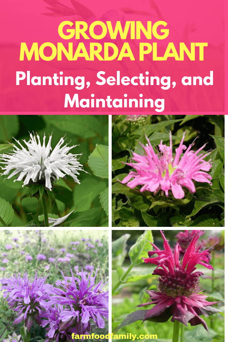 Monarda Plant Profile Growing Guide: Planting, Selecting, and Maintaining Bee Balm (Oswego Bergamot Tea)