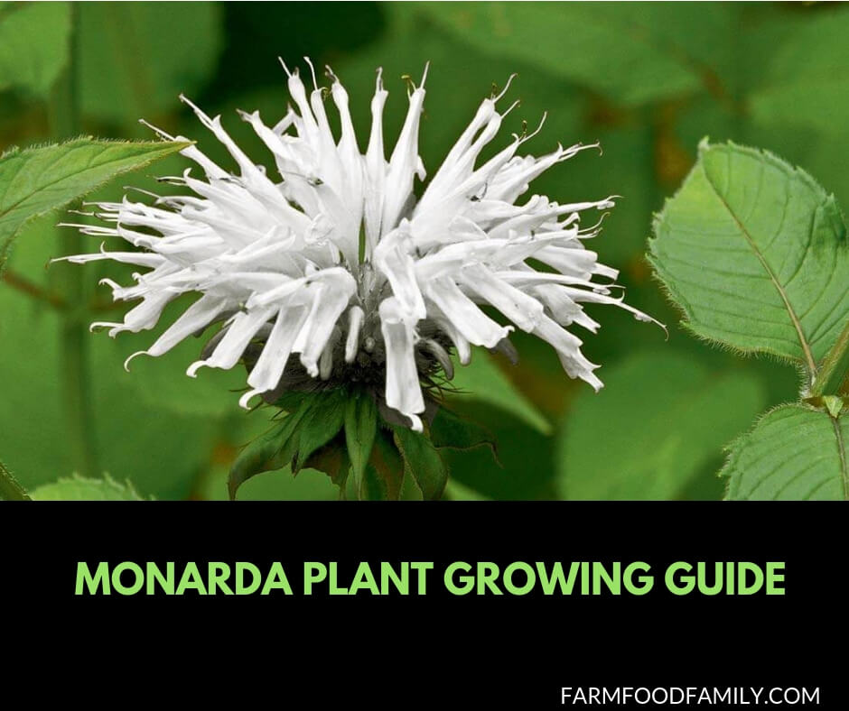 Growing and caring Monarda plant