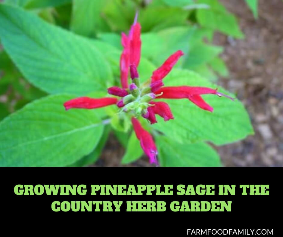 Growing Pineapple Sage in the country herb garden