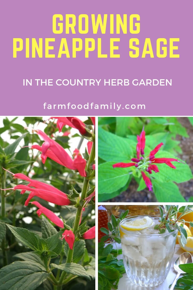 Growing Pineapple sage herb