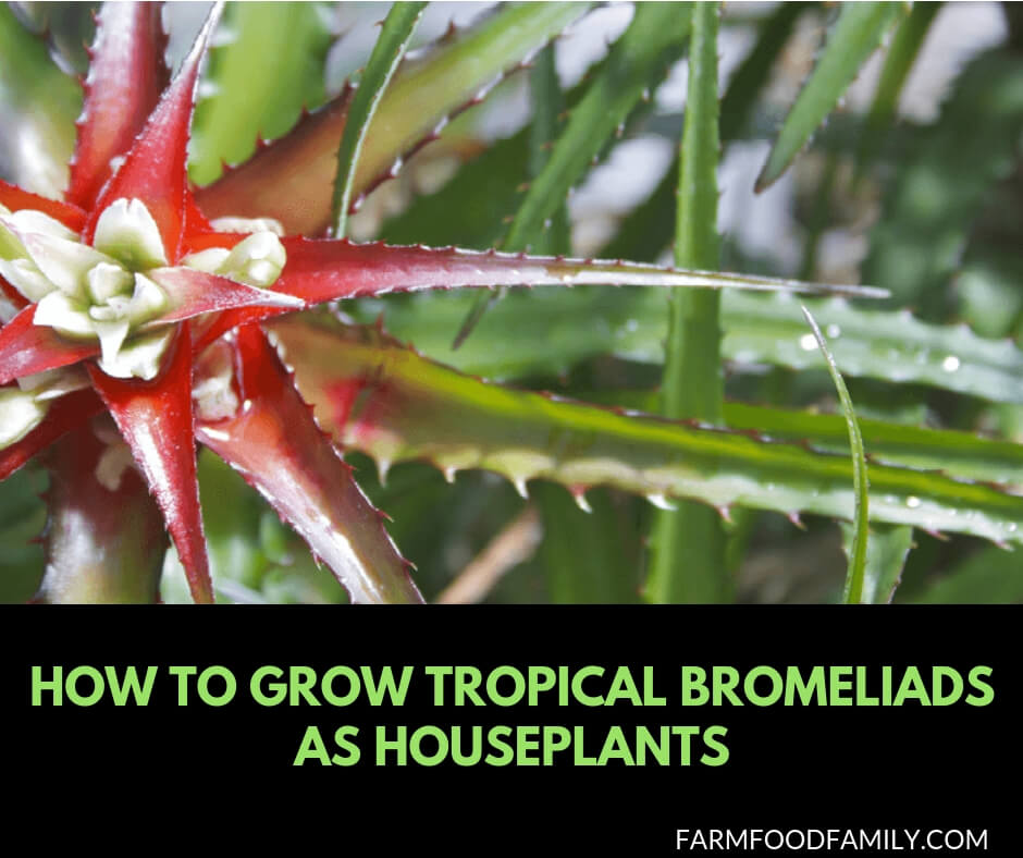 How to grow tropical bromeliads as houseplants