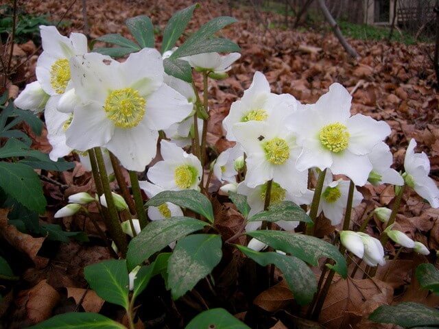 Helleborus niger | Flowering Plants to Brighten the Winter Garden: Trees, Shrubs and Perennials with Blooms to Sparkle in Short Days