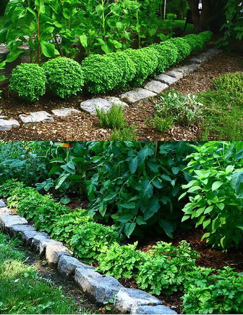 Herb border | How to Use Herbs as Edging