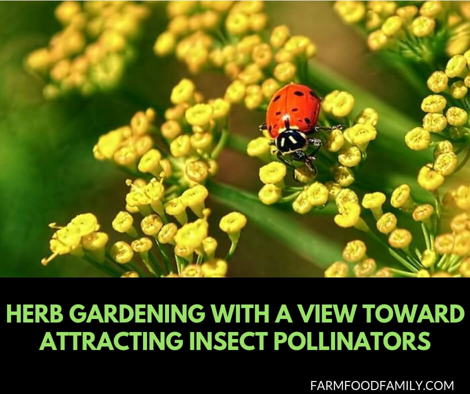 An Herb Butterfly And Bee Garden: Herb Gardening with a View Toward Attracting Insect Pollinators