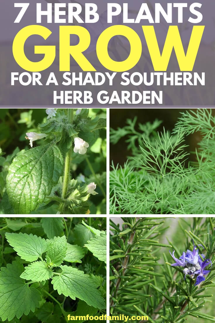 7 Herbs That Easy to grow for shady southern herb garden