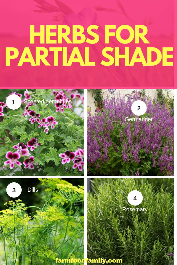 Herbs for Partial Shade