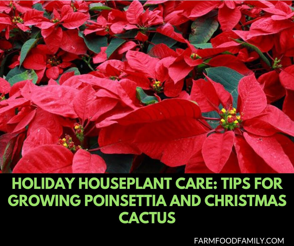 Holiday houseplant care: Tips for growing poinsettia and christmas cactus
