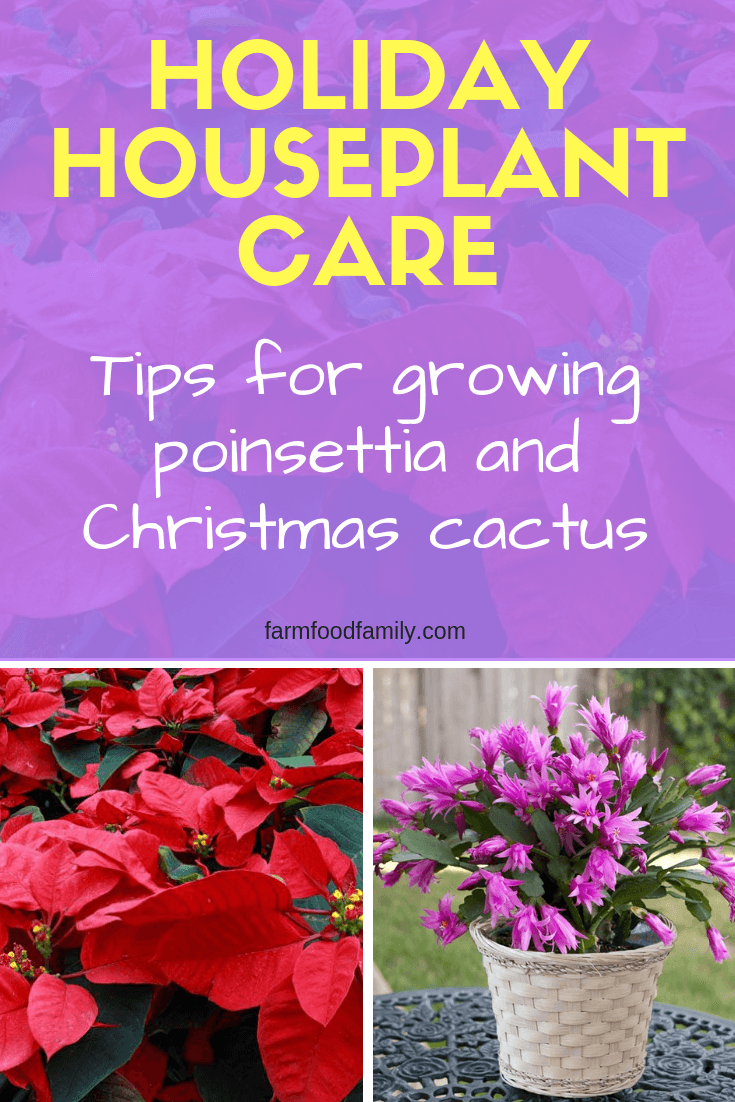 Holiday Houseplant Care: Tips for growing poinsettia and Christmas cactus