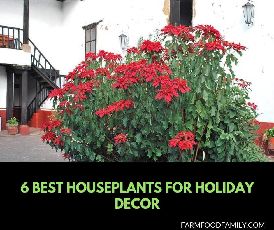 6 Houseplants for Holiday decor