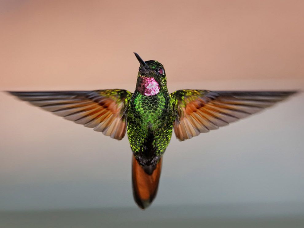 How do Hummingbirds survive in winter