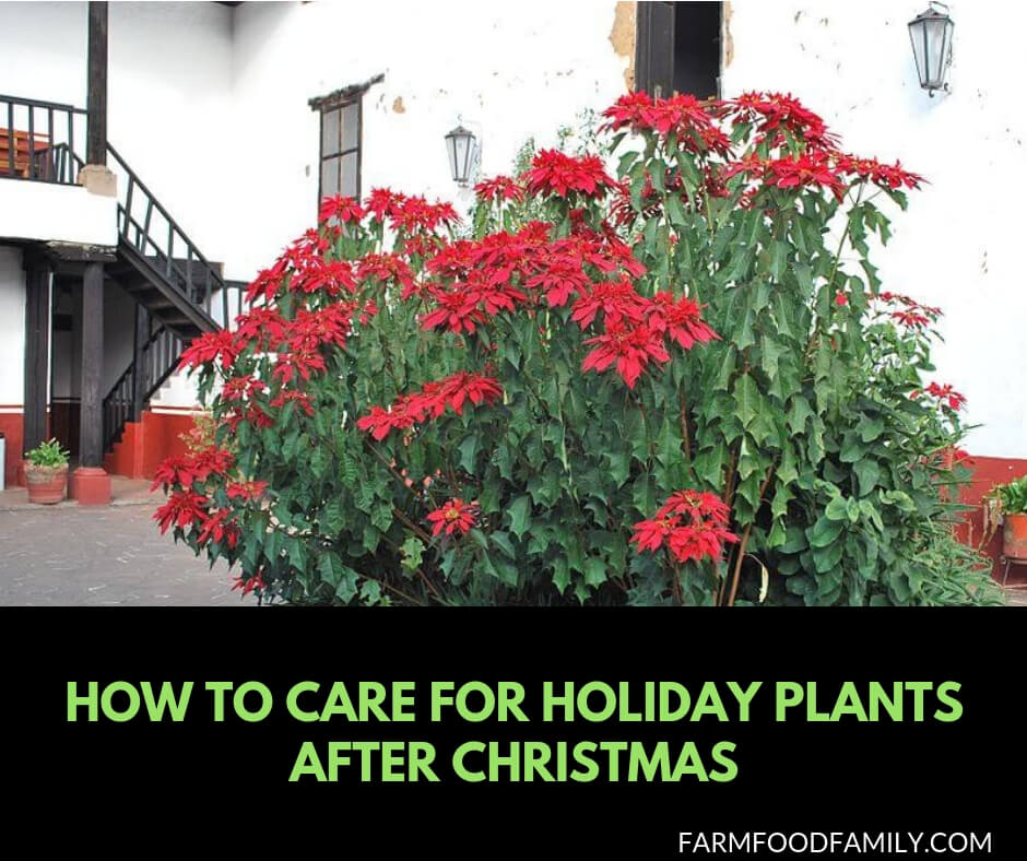 How to care for Holiday plants after Christmas