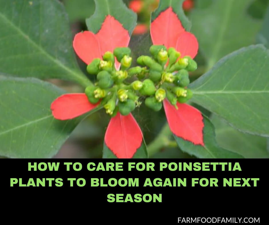 How to Care for Poinsettia Plants to Bloom Again for Next Season
