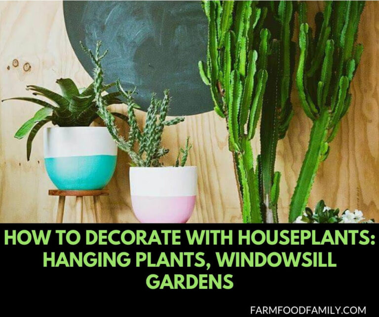 How To Decorate With Houseplants: Hanging Plants, Windowsill Gardens, and Other Decorating Ideas
