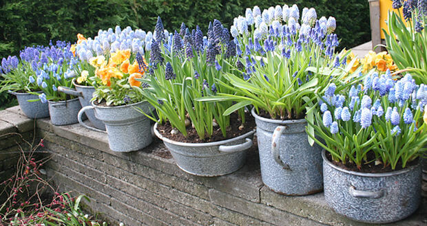 how to force spring bulbs