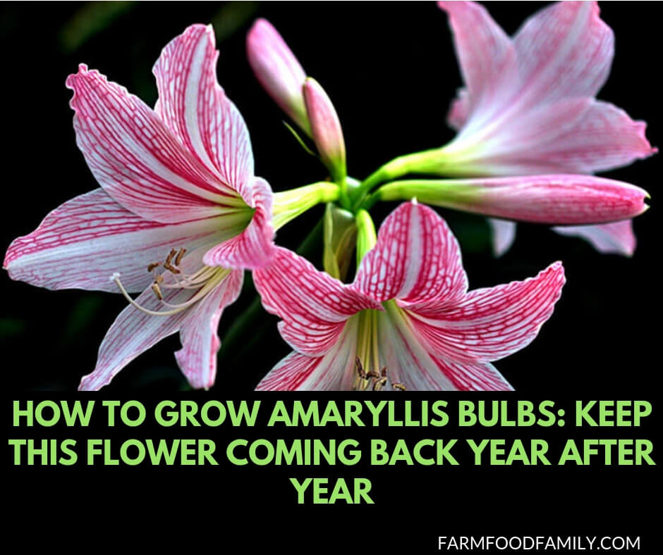 How to grow Amaryllis Bulbs: Keep this flower coming back year after year