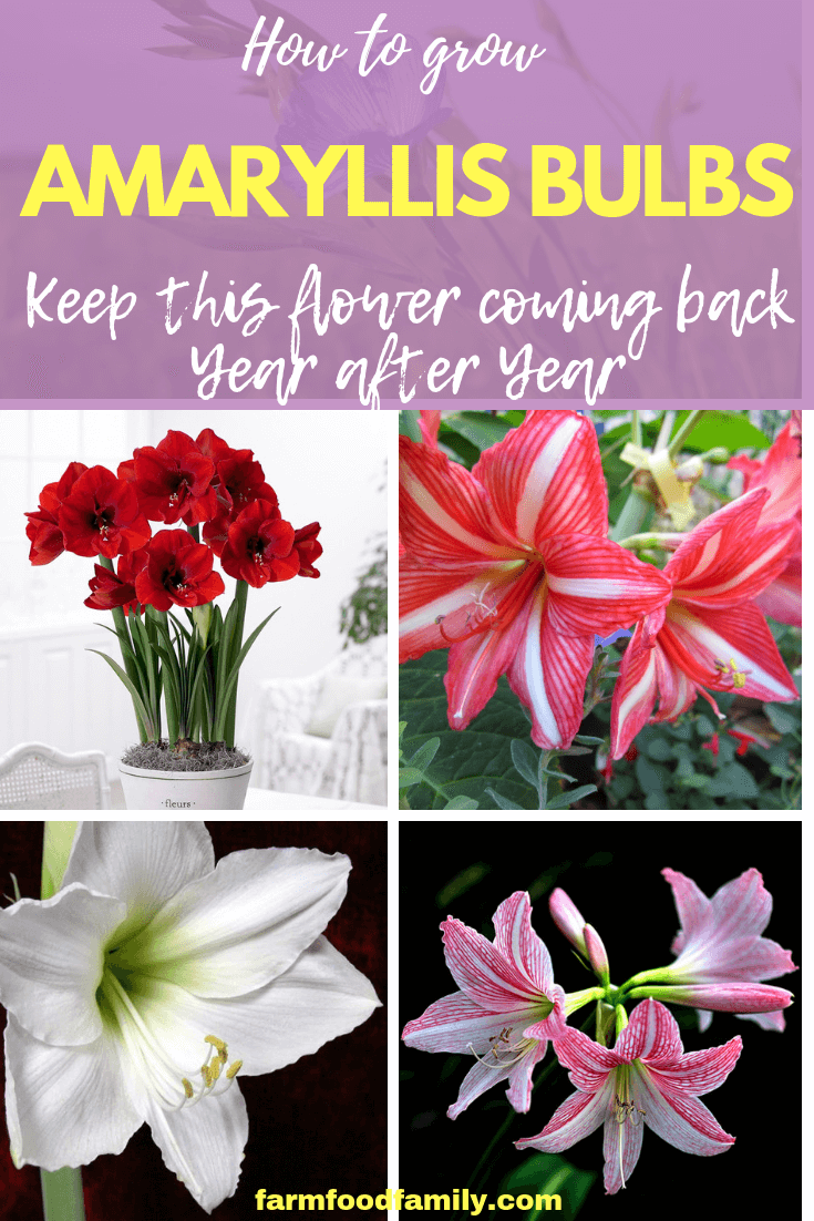 How to Grow Amaryllis Bulbs: Keep this Flower Coming Back Year after Year