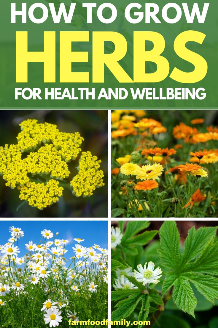 Healing herbs: how to grow herbs for health and wellbeing