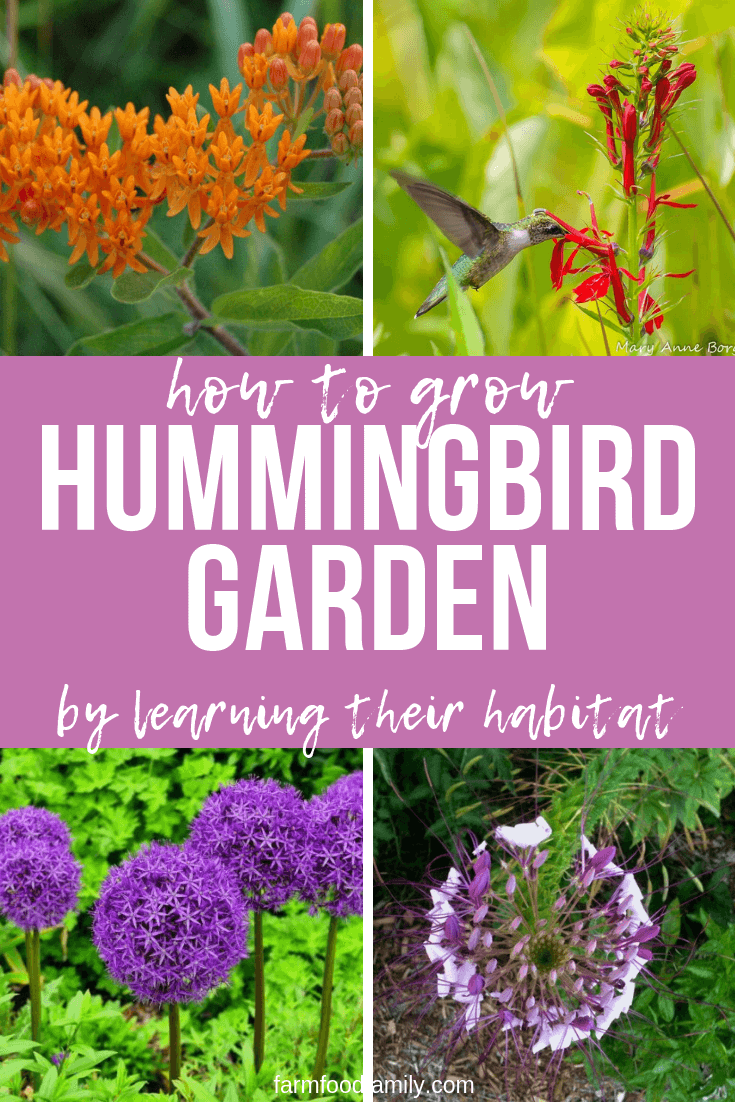 how to grow hummingbird garden