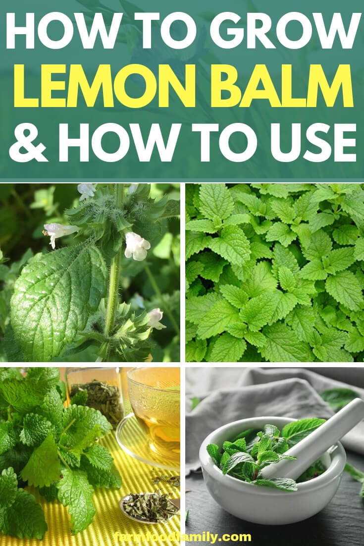 How to grow lemon balm