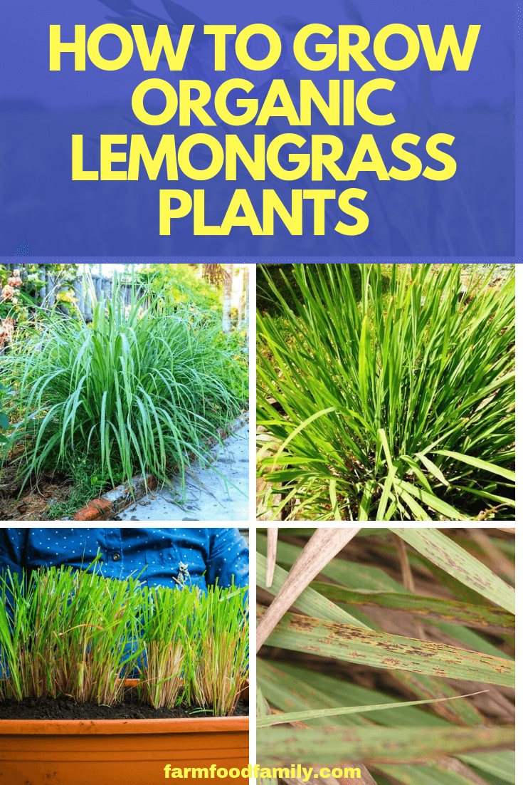 How to Grow Organic Lemongrass Plants