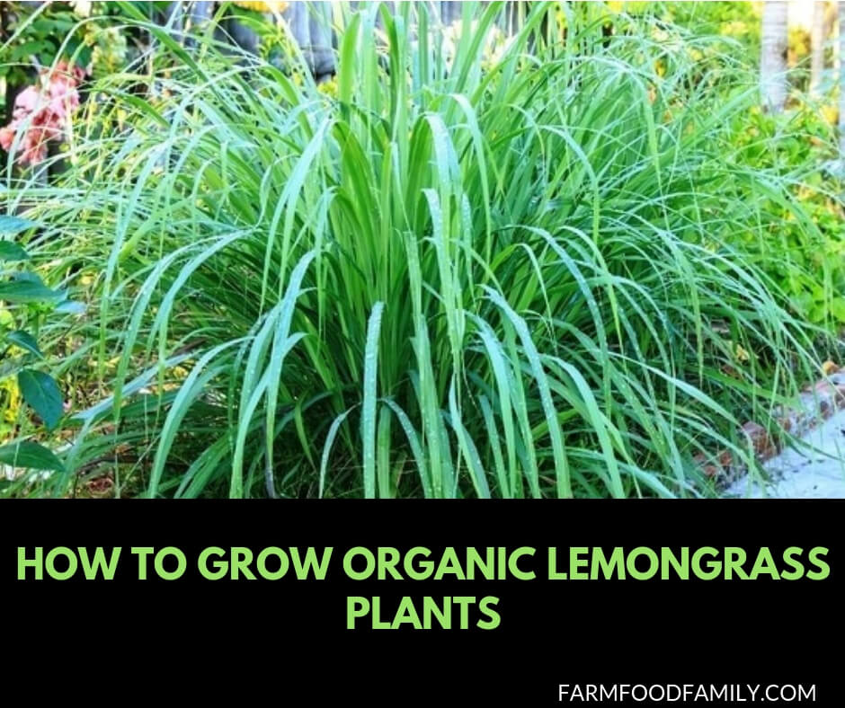How to grow organic lemongrass plants