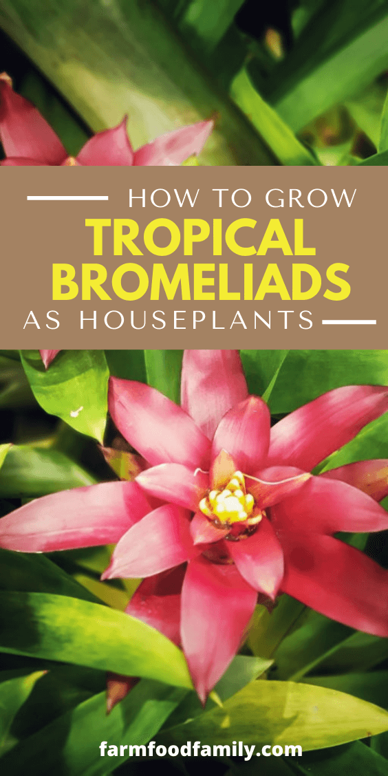 how to grow tropical bromeliads